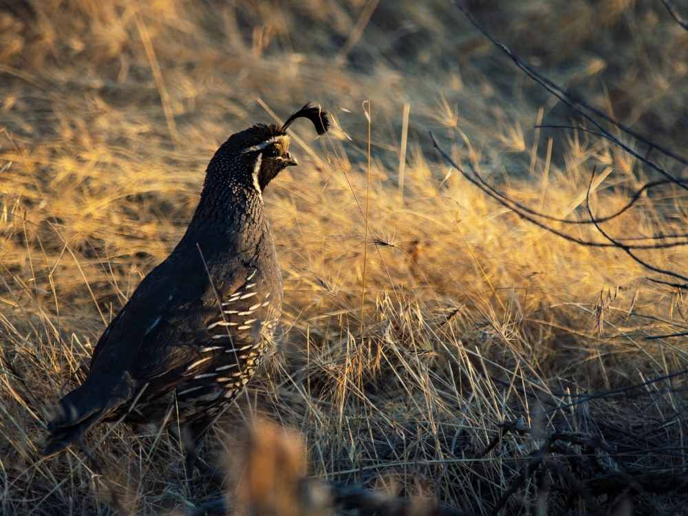 quail