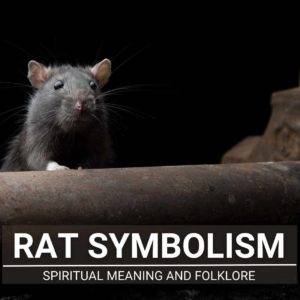 Rat Symbolism: Are They Evil? From Spirituality To Myths
