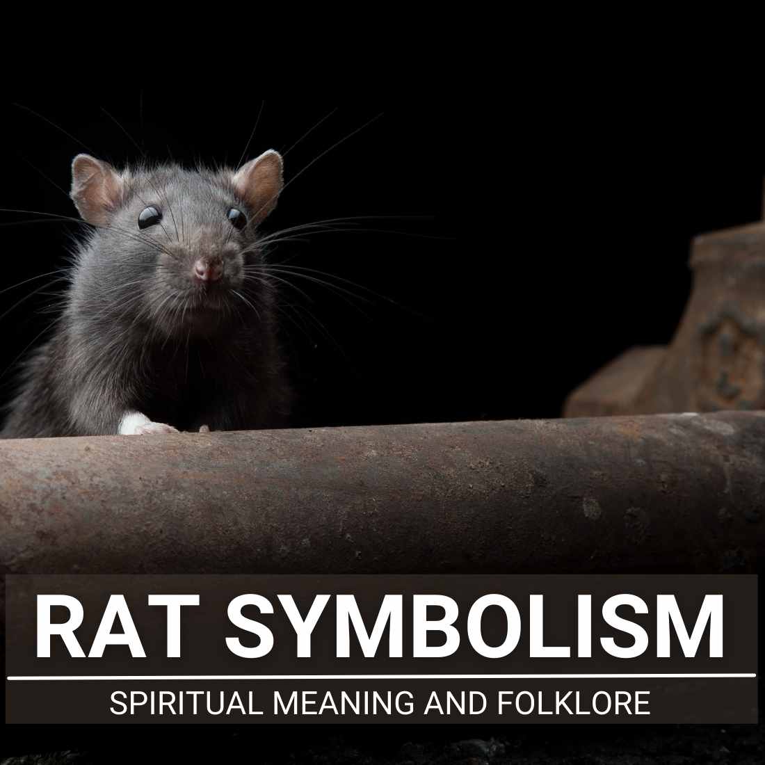 Rat Symbolism