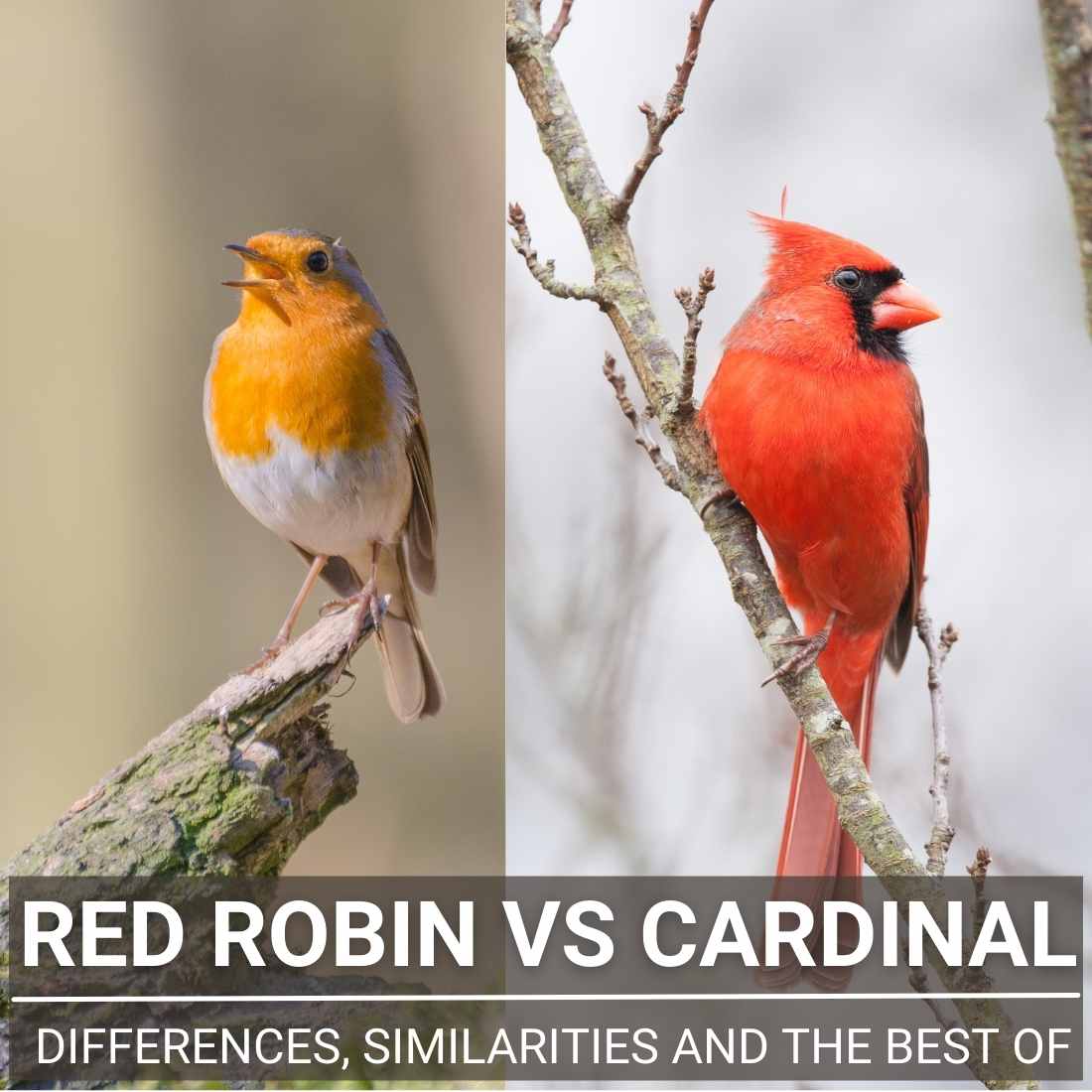 Red Robin Vs Cardinal