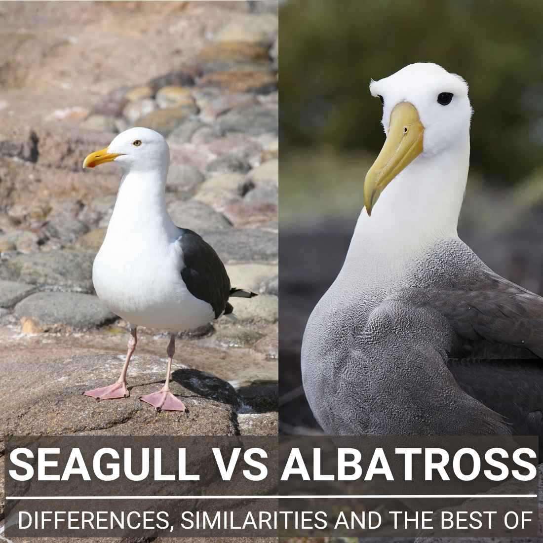 Seagull Vs Albatross