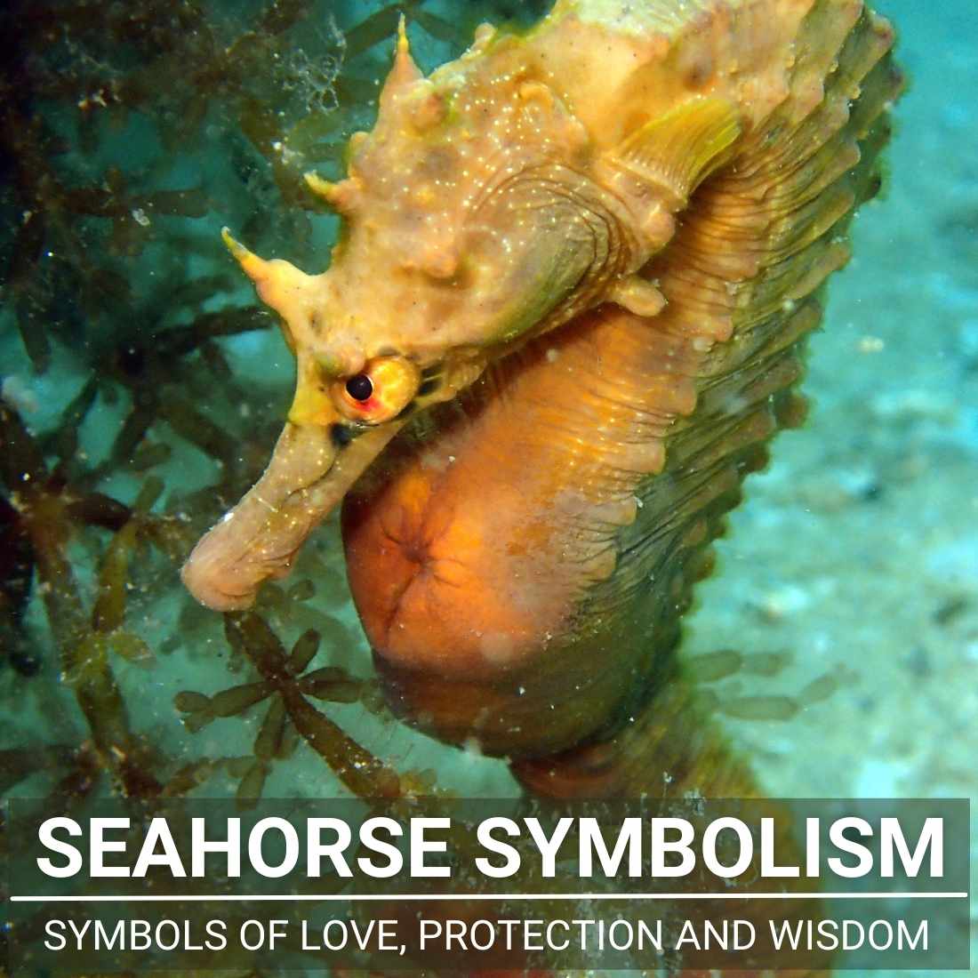 Seahorse Symbolism