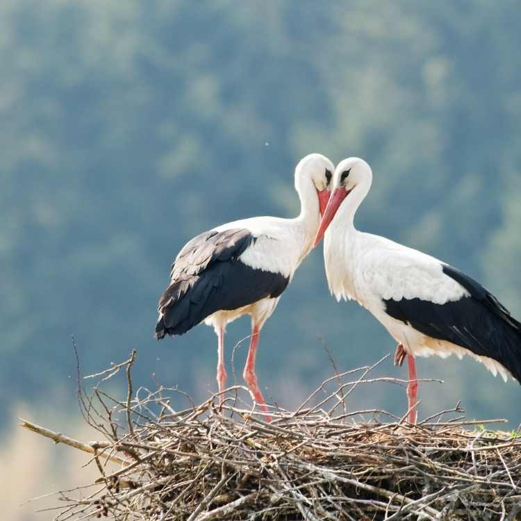 Similarities stork pelican