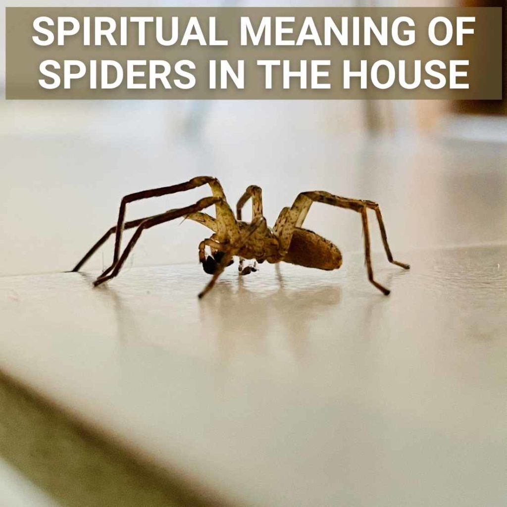 Spiritual Meaning Of Spiders In House
