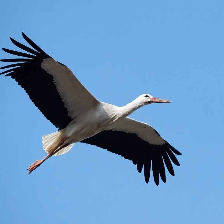 Stork flying