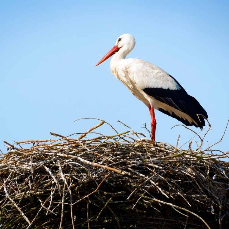 Stork in nest Stork vs Crane - Differences And Similarities Between These Majestic Birds