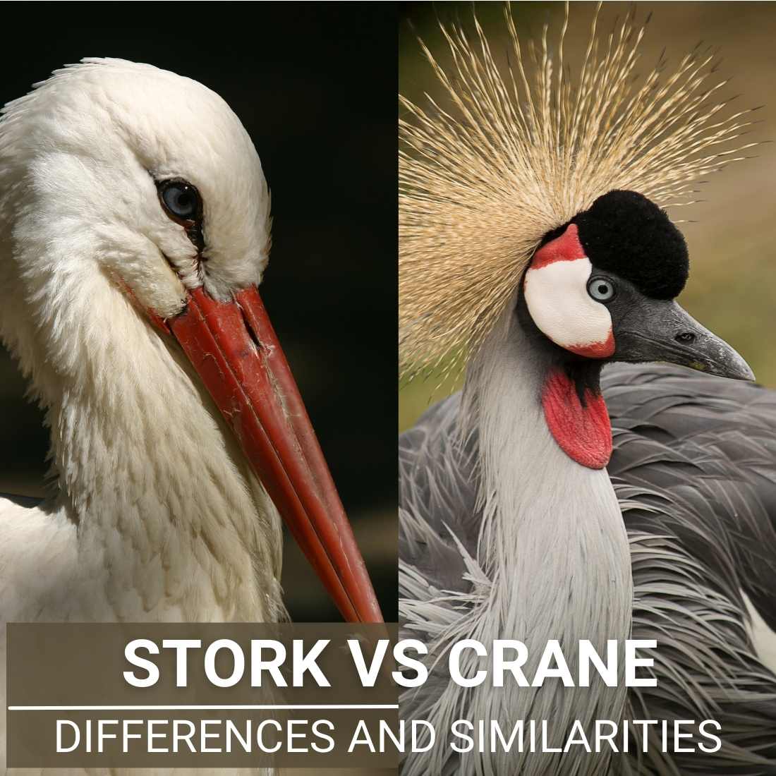 Stork vs Crane