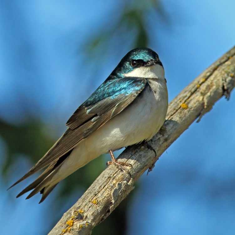 Tree Swallow