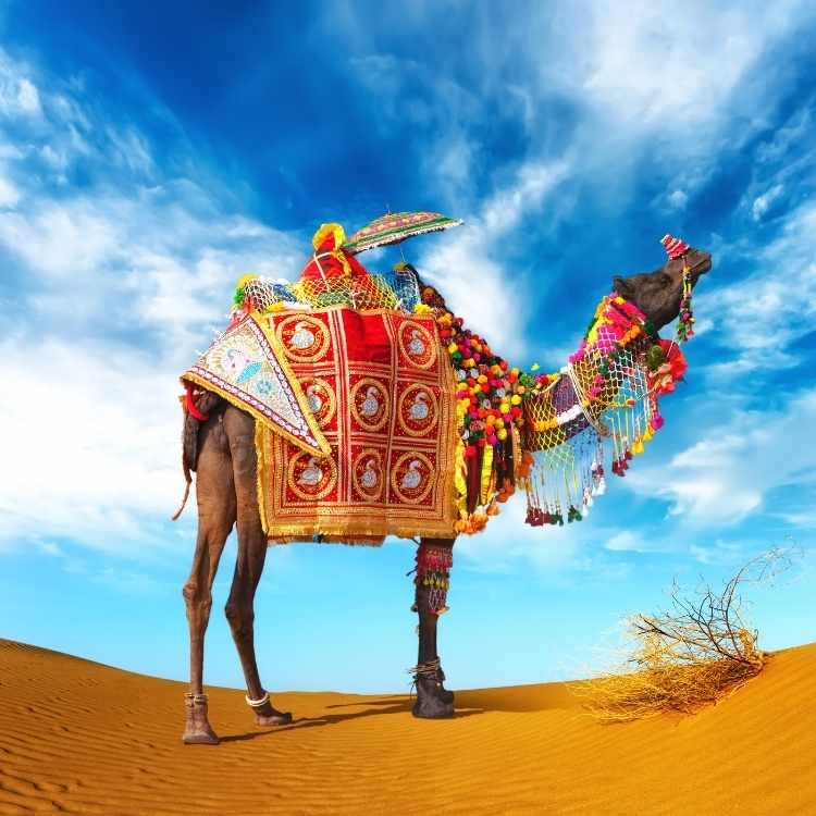 What Does A Camel Symbolize