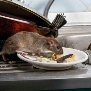 Rat Symbolism: Are They Evil? From Spirituality To Myths
