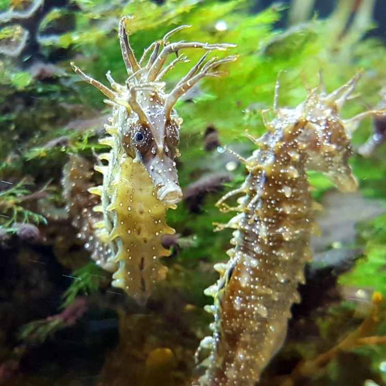 seahorses