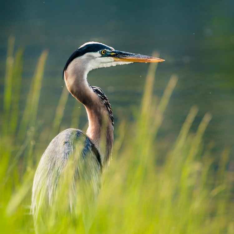 beautiful heron Crane vs Heron - Differences And Similarities