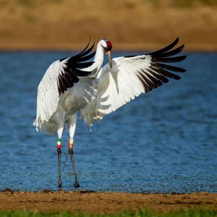 beautiful whooping Crane Crane vs Heron - Differences And Similarities