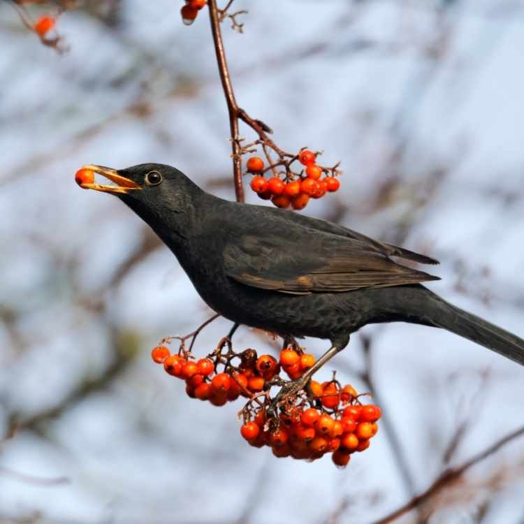 blackbird hunting Grackle vs Blackbird - What Are the Differences?