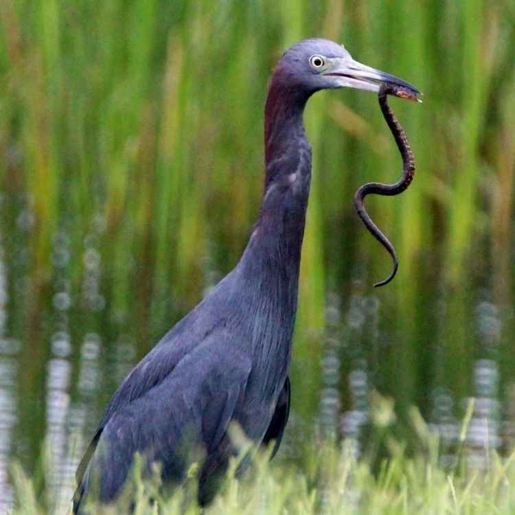 blue heron Crane vs Heron - Differences And Similarities