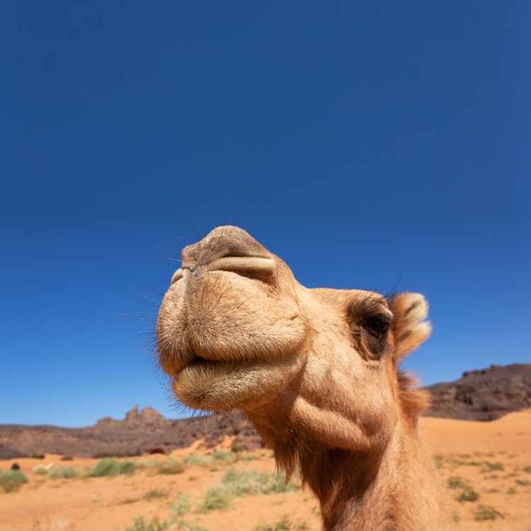 camel animal totem
