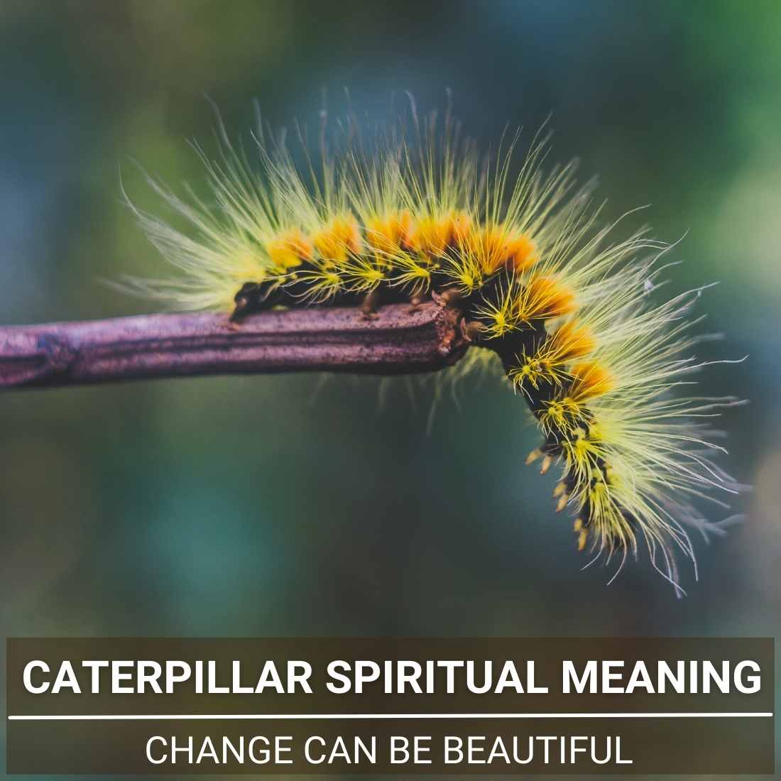 caterpillar spiritual meaning