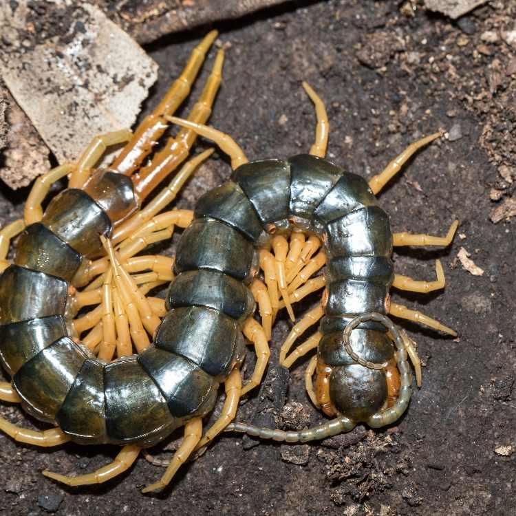 centipede mean bad luck