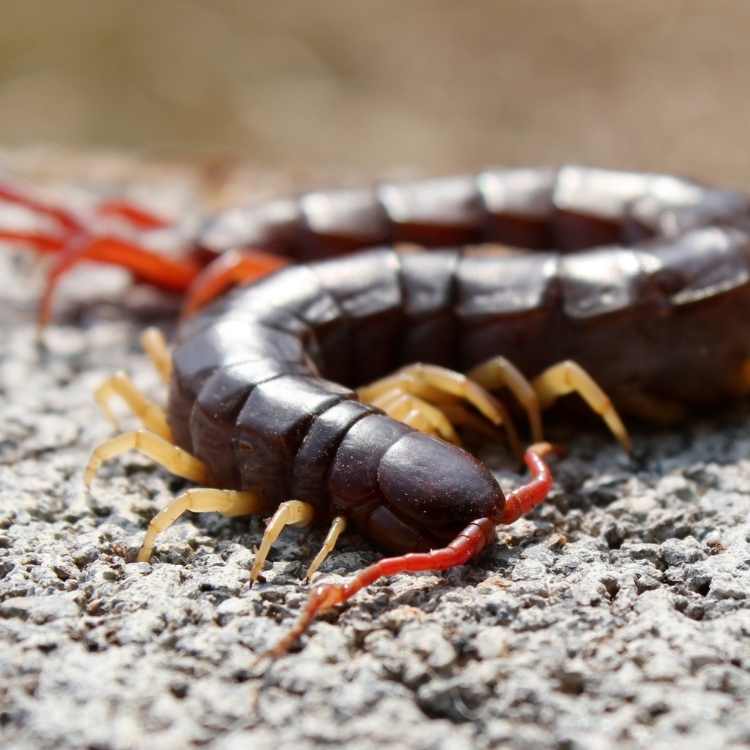 centipede symbolism cultures