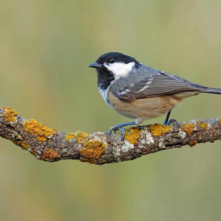 Coal Tit