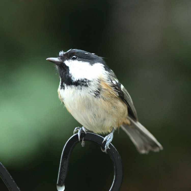 Coal Tit sitting fence