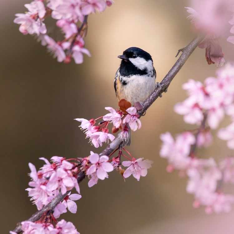 coal tit Tit Talk: Coal vs Great - Spotting the Similarities and Differences