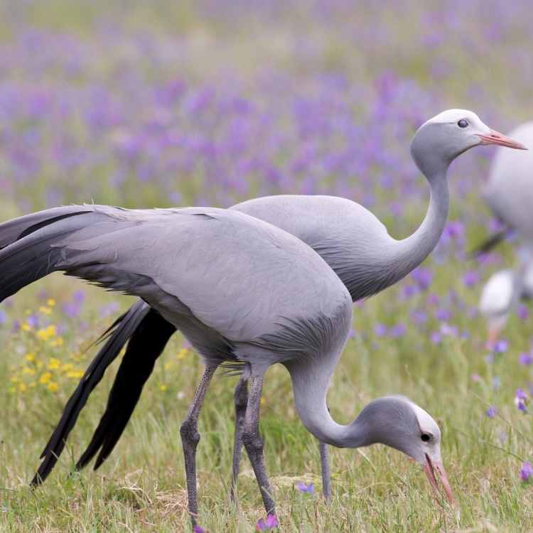 crane birds Stork vs Crane - Differences And Similarities Between These Majestic Birds