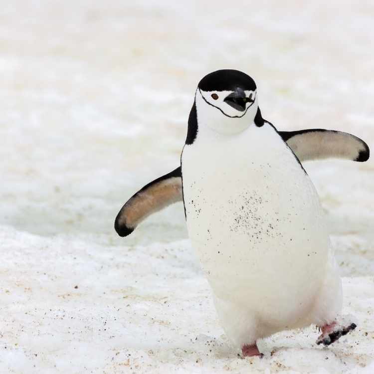 cute penguin