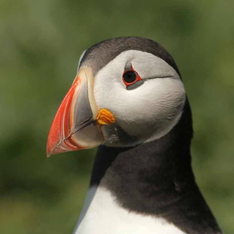 cute puffin