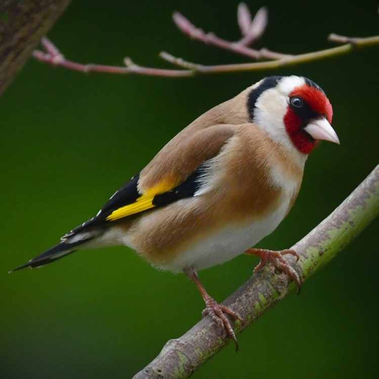 European Goldfinch