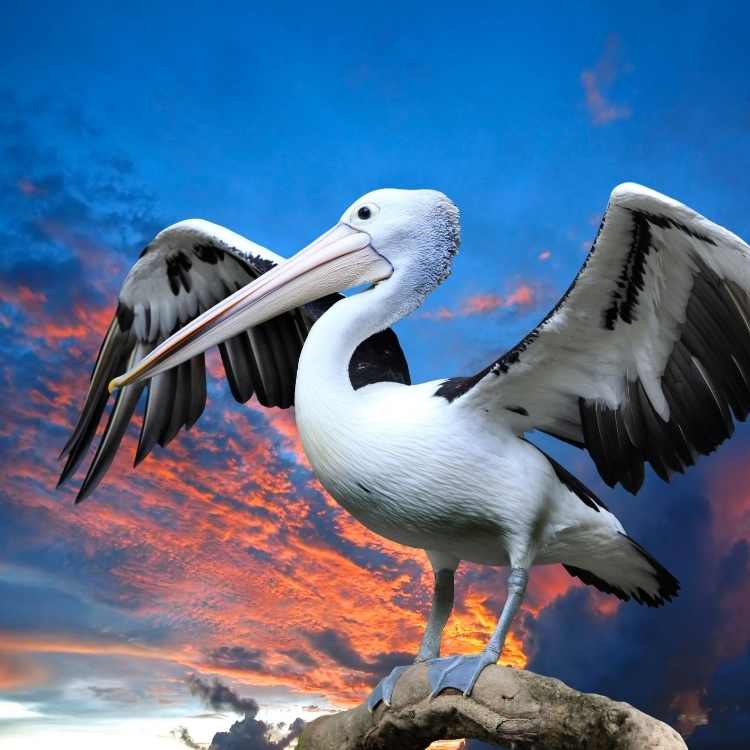  facts about Pelicans