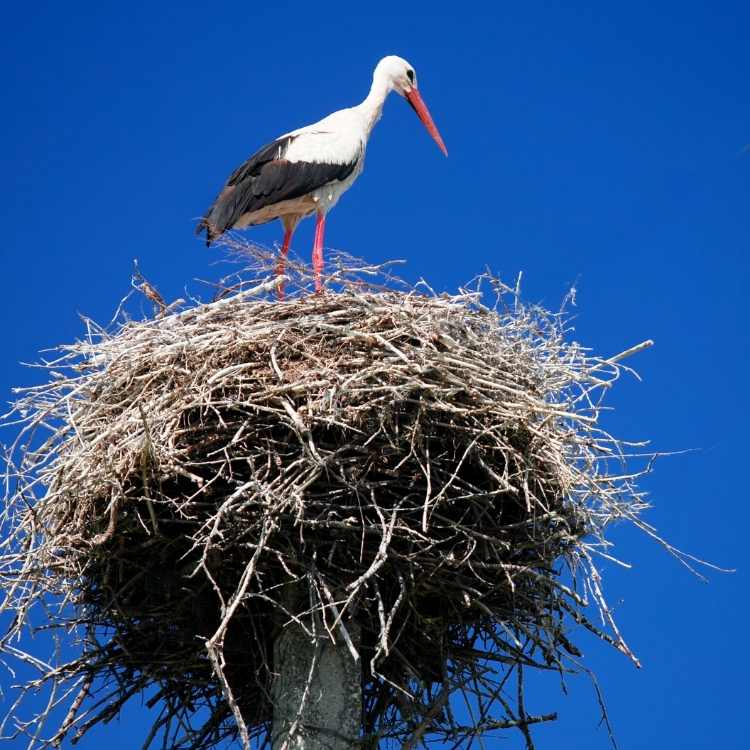 facts about Storks