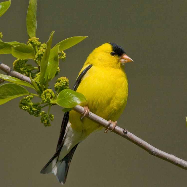 goldfinch