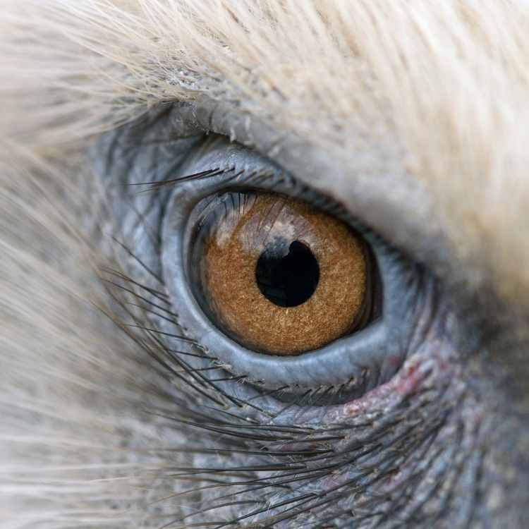 Griffin eye