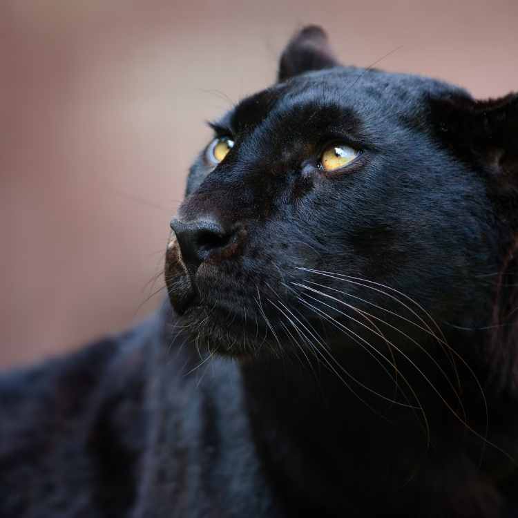 panther symbolism in different cultures