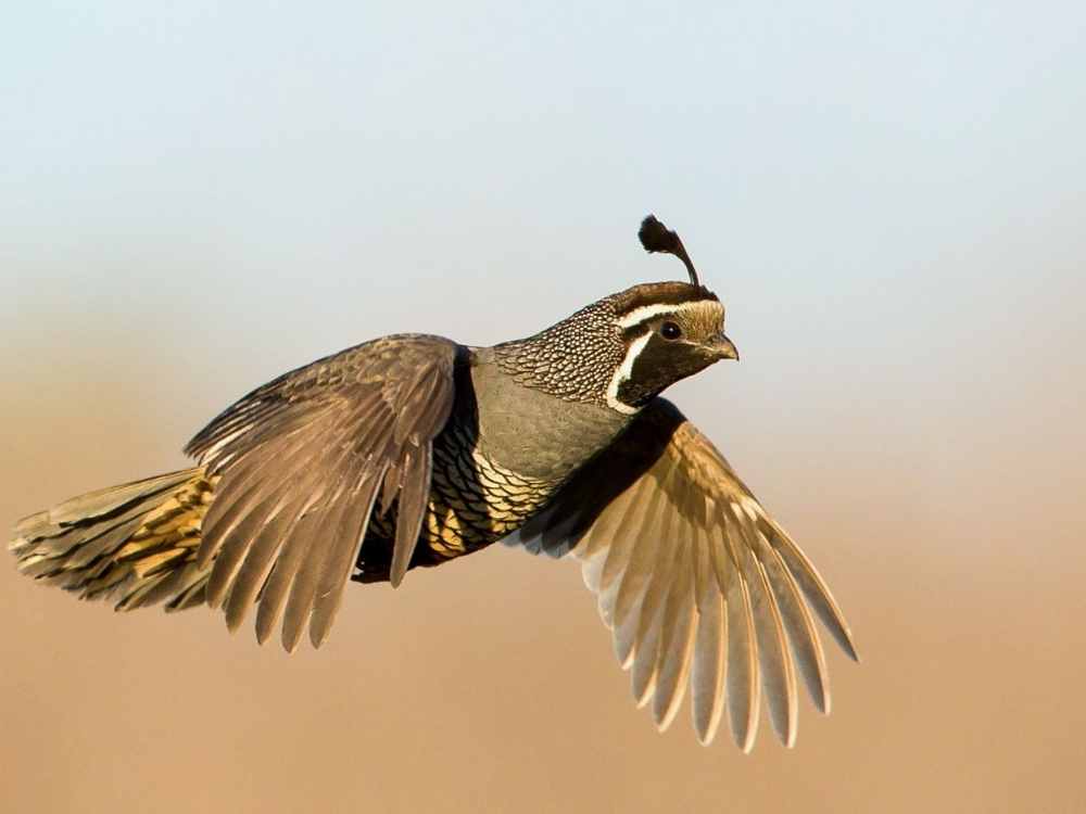 can quails fly or not