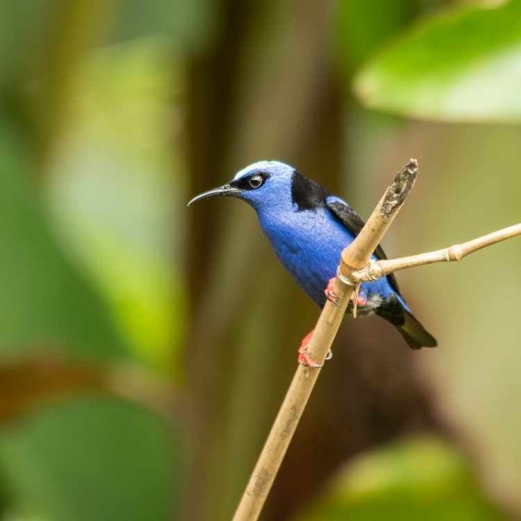 red-legged Honeycreeper