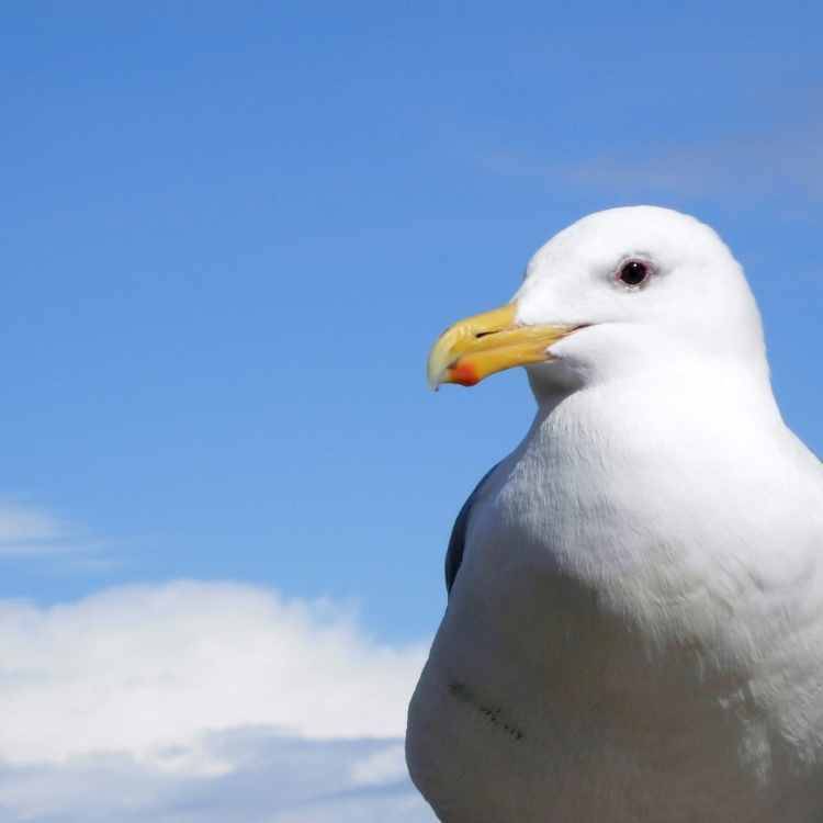 seagull Seagull vs Albatross - Differences, Similarities And The Best Of