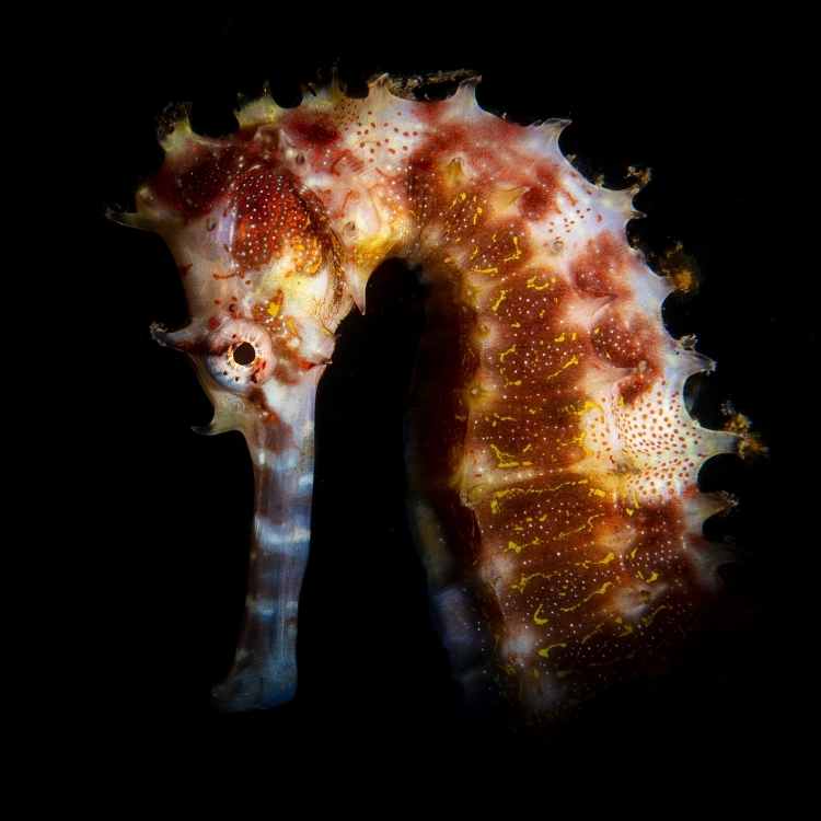 seahorse Spiritual