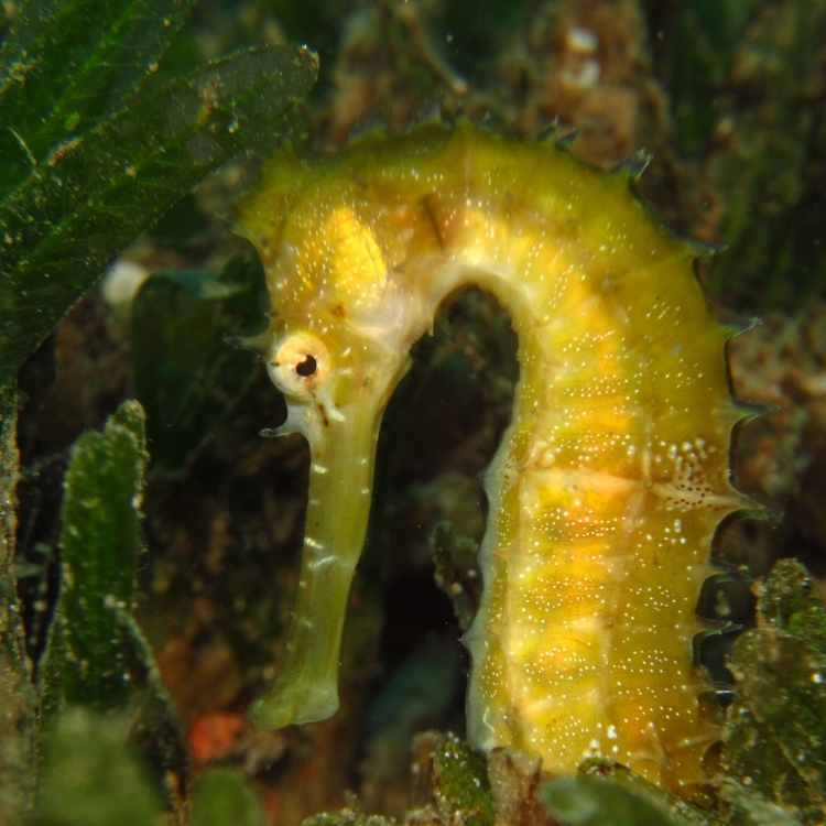 seahorse in dreams