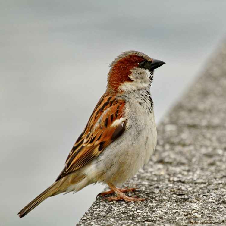 sparrow