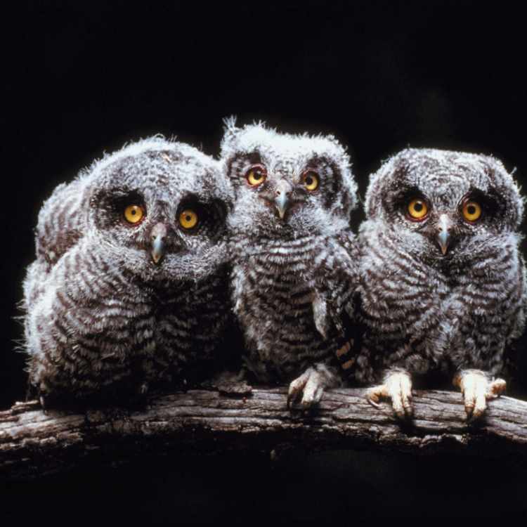 3 baby owls