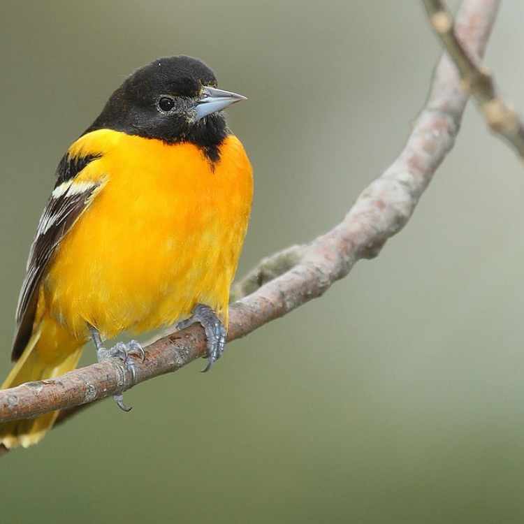 Baltimore Oriole