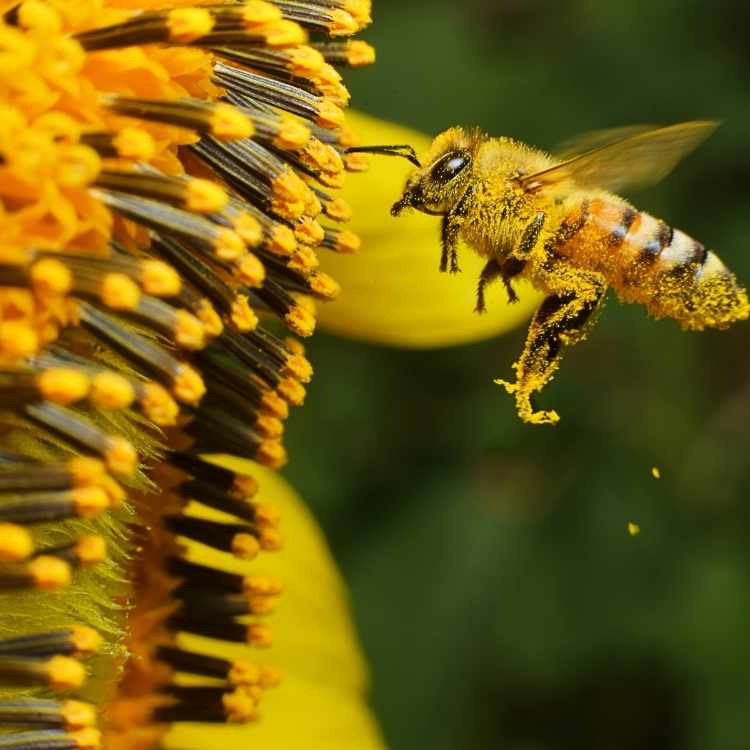 Bees Meaning Spiritually