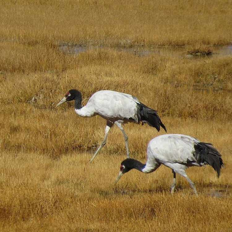 Black-Necked Cranes