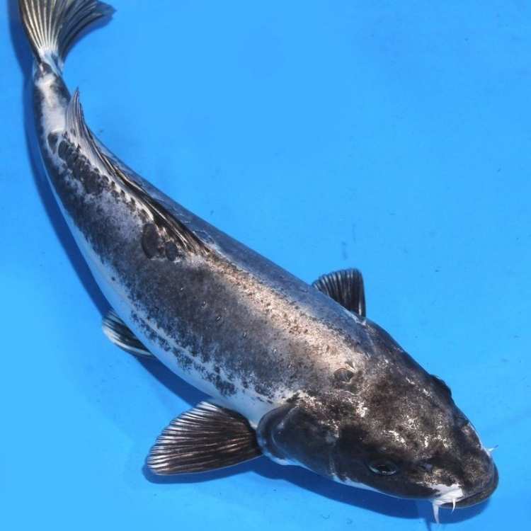 Black koi fish The Mystical Power of Koi Symbolism: How These Sacred Fish Inspire Courage, Prosperity, and Spiritual Transformation