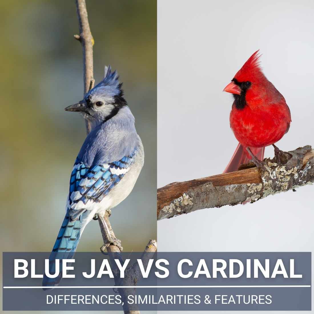 Blue Jay VS Cardinal (All You Need To Know) - Birdsquick