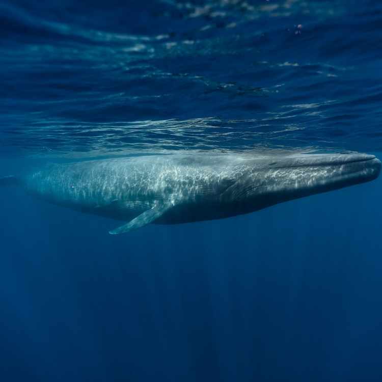 Blue whale meaning