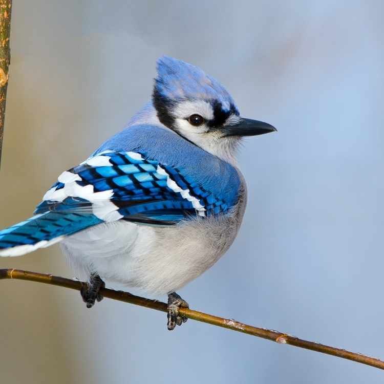 blue Jay on branch