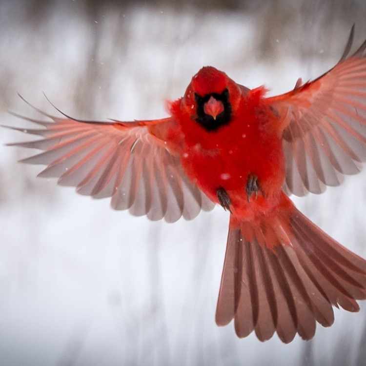 Cardinal in flight